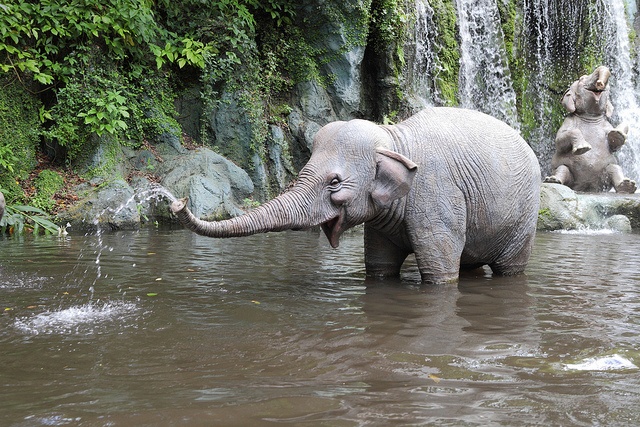 elefante acqua