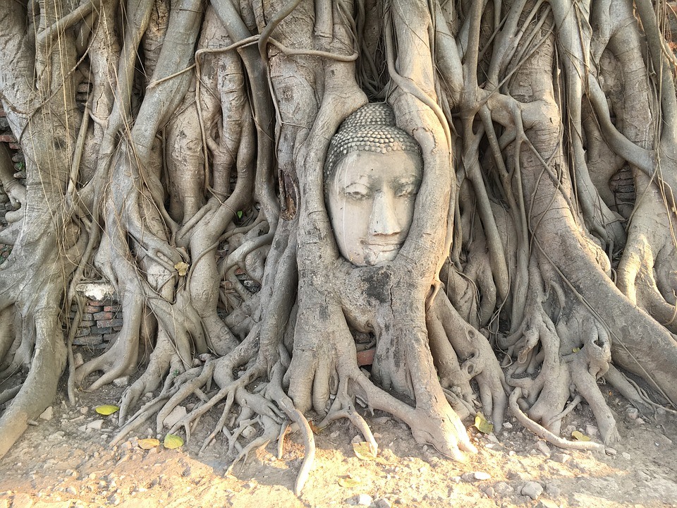 testa-buddha-albero